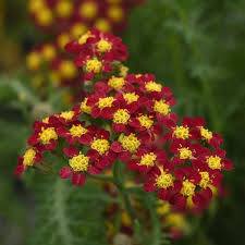 Attēlu rezultāti vaicājumam “Achillea millefolium flower”