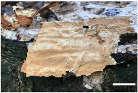 Attēlu rezultāti vaicājumam “Perenniporia medulla-panis”