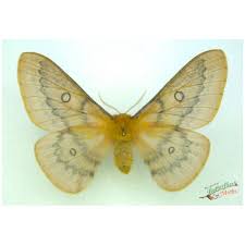 Attēlu rezultāti vaicājumam “Cryptocala chardinyi”