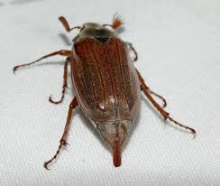 Attēlu rezultāti vaicājumam “Melolontha melolontha imago”