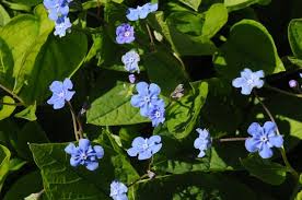Image result for Omphalodes verna