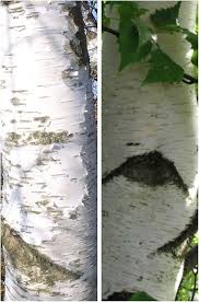 Attēlu rezultāti vaicājumam “Betula pendula”