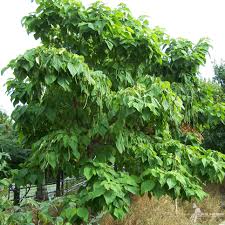 Attēlu rezultāti vaicājumam “Catalpa”