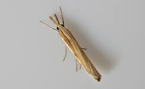 Attēlu rezultāti vaicājumam “Agriphila tristella”