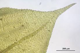 Attēlu rezultāti vaicājumam “Eurhynchium hians”
