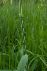 Attēlu rezultāti vaicājumam “Bromus hordeaceus subsp. hordaceus”