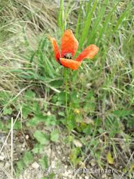 Attēlu rezultāti vaicājumam “Papaver argemone leaf”