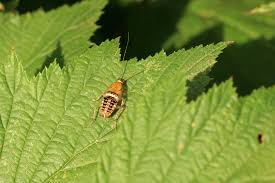 Attēlu rezultāti vaicājumam “Ectobius sylvestris nymph”