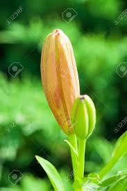 Attēlu rezultāti vaicājumam “Lilium lancifolium bud”