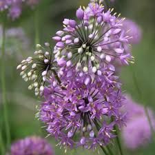 Attēlu rezultāti vaicājumam “Allium cepa flower”