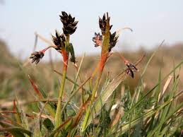Attēlu rezultāti vaicājumam “Luzula campestris”