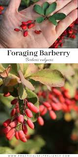 Attēlu rezultāti vaicājumam “Berberis thunbergii fruit”