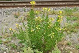 Attēlu rezultāti vaicājumam “Oenothera biennis”