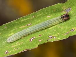 Attēlu rezultāti vaicājumam “Heteropterus morpheus underside”