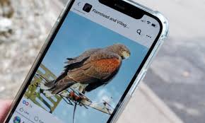 Image result for Herts Falcons