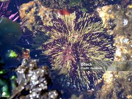 Image result for Strongylocentrotus droebachiensis