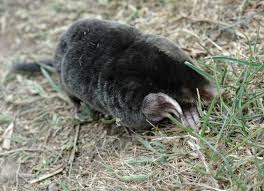 Attēlu rezultāti vaicājumam “Talpa europaea”