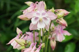 Image result for Aquilegia vulgaris