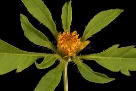 Attēlu rezultāti vaicājumam “Bidens frondosa fruit”