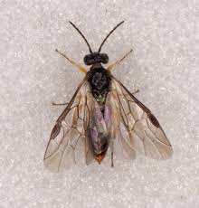 Attēlu rezultāti vaicājumam “Hoplia parvula imago”