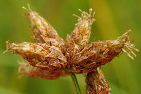 Attēlu rezultāti vaicājumam “Schoenoplectus lacustris subsp. glaucus bud”