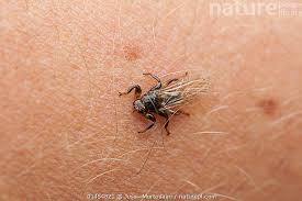 Attēlu rezultāti vaicājumam “Lipoptena cervi”