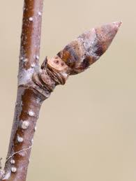 Attēlu rezultāti vaicājumam “Betula alleghaniensis fruit”