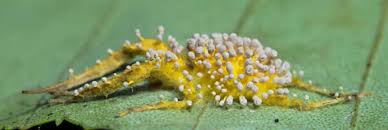 Attēlu rezultāti vaicājumam “Torrubiella arachnophila”