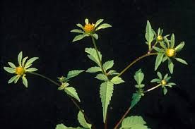 Attēlu rezultāti vaicājumam “Bidens frondosa flower”