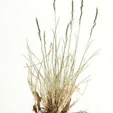 Attēlu rezultāti vaicājumam “Festuca psammophila”