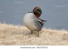 Attēlu rezultāti vaicājumam “Anas crecca male”