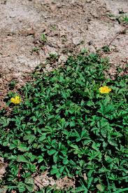 Attēlu rezultāti vaicājumam “Potentilla reptans flower”