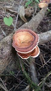 Attēlu rezultāti vaicājumam “Lenzites betulina”