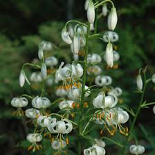 Attēlu rezultāti vaicājumam “Lilium martagon leaf”