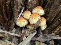 Attēlu rezultāti vaicājumam “Pholiota squarrosoides”