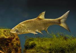 Image result for Aspius aspius