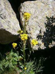 Attēlu rezultāti vaicājumam “Erysimum hieracifolium flower”