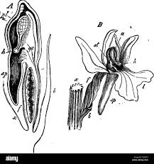 Attēlu rezultāti vaicājumam “Orchis mascula bud”