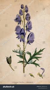 Attēlu rezultāti vaicājumam “Aconitum napellus leaf”