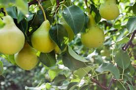 Attēlu rezultāti vaicājumam “Pyrus”