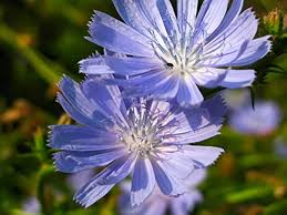 Image result for Cichorium intybus