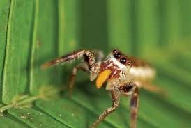 Attēlu rezultāti vaicājumam “Eriophyes padi”