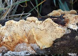 Attēlu rezultāti vaicājumam “Postia undosa”