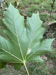 Attēlu rezultāti vaicājumam “Phyllonorycter platanoidella”