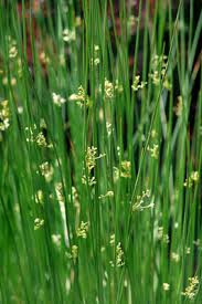 Attēlu rezultāti vaicājumam “Deschampsia flexuosa bud”