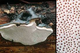 Attēlu rezultāti vaicājumam “Fomitopsis rosea”