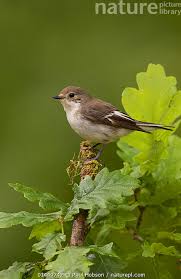 Attēlu rezultāti vaicājumam “Ficedula hypoleuca female”