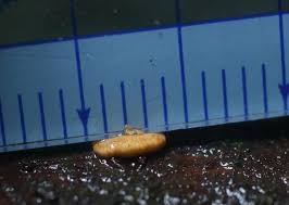 Attēlu rezultāti vaicājumam “Hypocrea rufa”