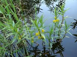 Attēlu rezultāti vaicājumam “Lysimachia thyrsiflora flower”