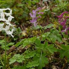 Attēlu rezultāti vaicājumam “Corydalis cava flower”